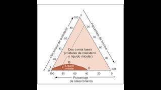 CIRUGÍA La bilis litogenica en la litiasis vesicular se forma por [upl. by Linson]