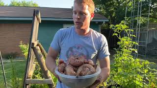 Harvesting Sweet Potatoes [upl. by Aseram176]