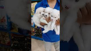 Snow white japanese spitz puppyjapanesespitz spitz spitzdog spitzloverswhitepuppy spitzpuppy [upl. by Frerichs]