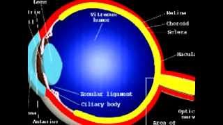 What is an ERG electroretinogram [upl. by Chamkis]