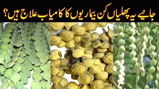 proven health benefits of babool phali powder [upl. by Nadeau]