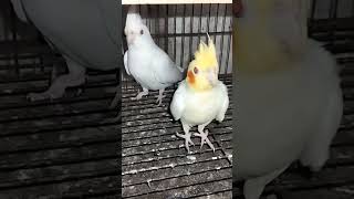 A beautiful pair of common male and Eno female cocktail breeding pair Vlogs of Warraich [upl. by Ravahs]