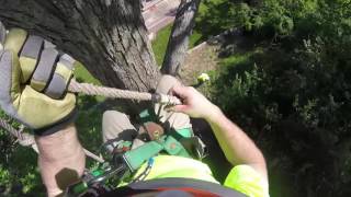 My first tree ascent Also some good advice from a seasoned pro [upl. by Fredra]