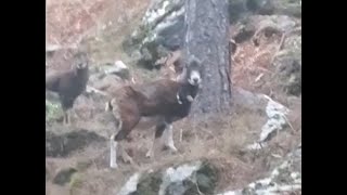 Belle rencontre avec des mouflons à Asco [upl. by Gerry237]