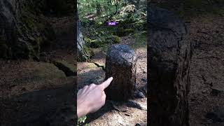 This tree STUMP is surviving off its neighbor trees [upl. by Llehcam812]