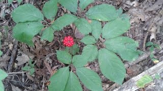 Identifying Wild Ginseng Harvesting and Drying [upl. by Marin]