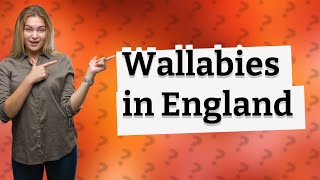 Do you get Wallabies in England [upl. by Adin]