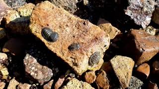 Negative phototaxis green chiton [upl. by Adiasteb]