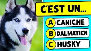 Devine la RACE de CHIEN 🐶🤔✅  QUIZ ANIMAUX 🐾 [upl. by Atiker982]