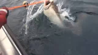 The biggest ever halibut catch [upl. by Costin]