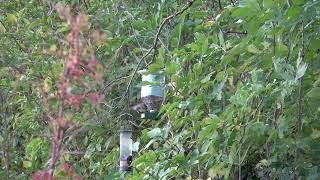 Mésange charbonnière de mon Jardin [upl. by Suriaj767]