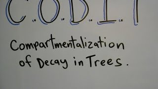 Plant ID Compartmentalization of Decay in Trees CODIT [upl. by Anehta279]