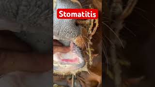 Stomatitis l Dr Umar Khan [upl. by Wolenik]