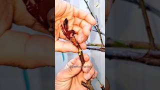 grafting nectarine treegraftingtactick plantgodusa garden plantgrafting fruit shortsplants [upl. by Leachim290]