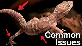 Common Leopard Gecko Health Problems [upl. by Shotton]