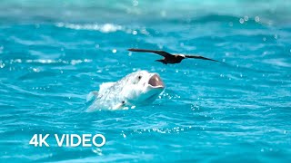 Fish vs Bird  4KUHD  Blue Planet II  BBC Earth [upl. by Anyt]