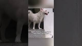 Dog waits for its amnesiac owner animals loyalty shortvideo shorts healing dog [upl. by Kcirdle643]