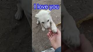 I love you 4K Puppy Playtime chapter 1Golden Puppy sound shorts puppy dog [upl. by Fiona]