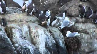 Guillemot chicks jumping off the Farne Islands Northumberland  by Ciaran Hatsell [upl. by Neelyk]