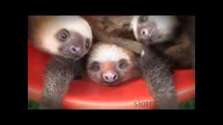 BUCKET OF SLOTHS [upl. by Allwein]