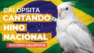 Calopsita Cantando Hino Nacional  ASSOBIO CALOPSITA [upl. by Allicerp143]