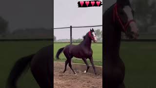 horse ghoda ghodakatora horseracing animals trend shortsvideo viralvideos sadmoment sad [upl. by Ecinuahs]