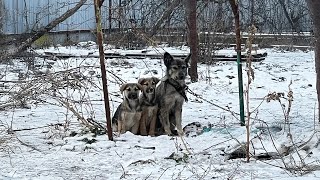 Two Puppies Trying to Warm their Chained Mama they Could only Beg in the Bitter Cold [upl. by Edgell942]