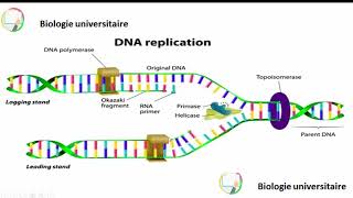 هآآآآم جدا L’intervention de lADN polymérase III [upl. by Bertilla]