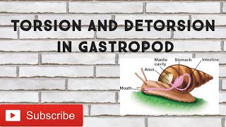 Torsion and Detorsion in Gastropods ICMRDBT GATECSIRNETNEETLIFE SCIENCES [upl. by Fast620]