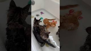 Adorable Maine Coon kittens playing in water Maine coons are a waterloving cat breed ❤️ [upl. by Kelula]