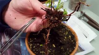 Repotting My Lemon Cypress  Cupressus Macrocarpa [upl. by Aneeb999]