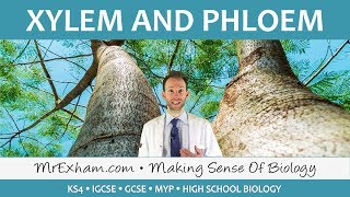 Transport in plants  Xylem and Phloem  GCSE Biology 91 [upl. by Groos444]