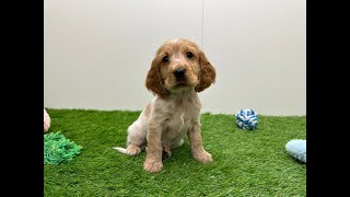 🐶 Engelse cocker spaniel 🐶 reu 🐶 PUP ID 006157809 🐶 [upl. by Sumetra]