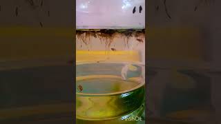 Aquaworld 🐟🐠aquarium fishtank nature viralvideo shorts photography [upl. by Yesak]