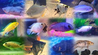 3 Feet Aquarium Fish Live Video Happy New Year🎉 [upl. by Robison]