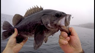 Catching BIG Rockfish amp Perch in the Puget Sound [upl. by Enyar56]