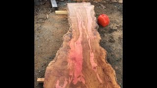 Sawmilling a London Plane Tree Pink Hardwood [upl. by Adnohsor646]