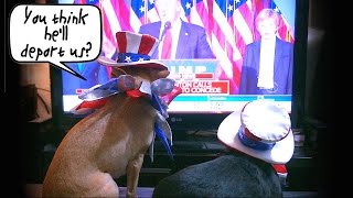 TV Dogs Watch Trump Victory Speech [upl. by Llacam]