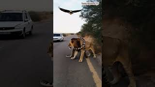 A giant python vs lion bald eagle tasteexplorertv shortvideo shorts viralshorts [upl. by Thissa]