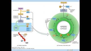 Formation of Acetyl CoA and Krebs [upl. by Manley]