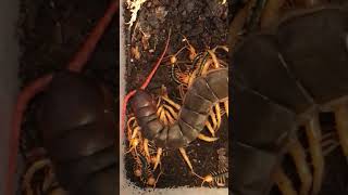 scolopendra subspinipes from vietnam with babies [upl. by Eiggep]