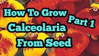 How to grow calceolaria part 1 [upl. by Lustick]