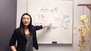 Dehydration Synthesis vs Hydrolysis [upl. by Oeht495]