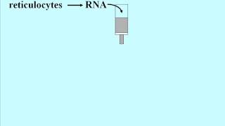 DNA Technolgies cDNA Libraries [upl. by Wilmott]