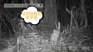 Asian golden cat roars 金猫的吼叫声你听过吗？ [upl. by Abbate144]