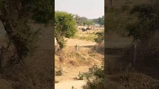 रेगिस्तान का जहाज़ किसी ने नहीं देखा है तो आज देख लो । acha rajasthan camel villagelife music [upl. by Carol-Jean]