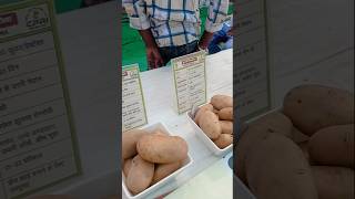 New potatoes variety [upl. by Naeloj]