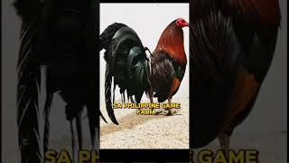 HISTORY OF GAVILAN HATCH GAMEFOWL [upl. by Montano]