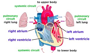 The Circulatory System Part 1 The Heart [upl. by Anilorac]