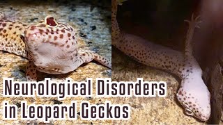 Neurological Disorders in Leopard Geckos  Symptoms Causes amp Treatment [upl. by Barbur]